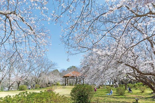 権現山公園