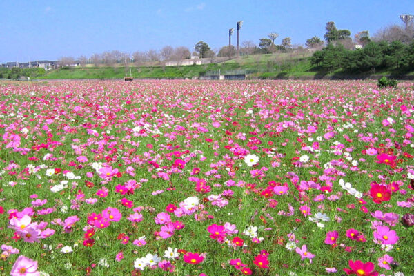 希望ヶ丘公園