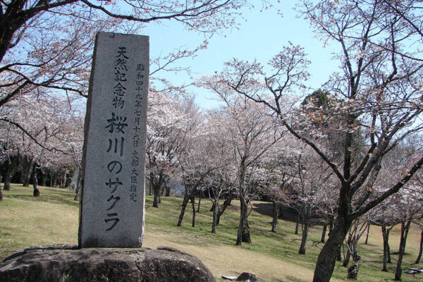 天然記念物「桜川のサクラ」